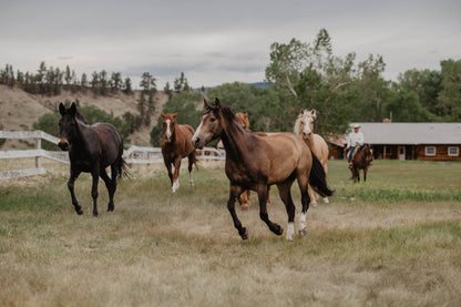 Montana Dude Ranch with Rachel Metz