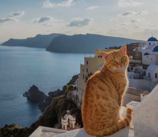 Cat Lovers Trip to Greece with NOLA Neighborhood Cats