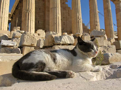 Cat Lovers Trip to Greece with NOLA Neighborhood Cats