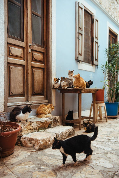 Cat Lovers Trip to Greece with NOLA Neighborhood Cats