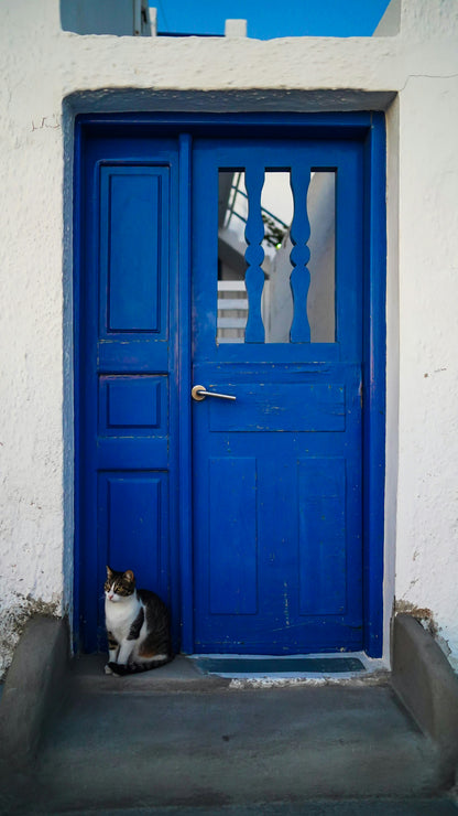 Cat Lovers Trip to Greece with NOLA Neighborhood Cats